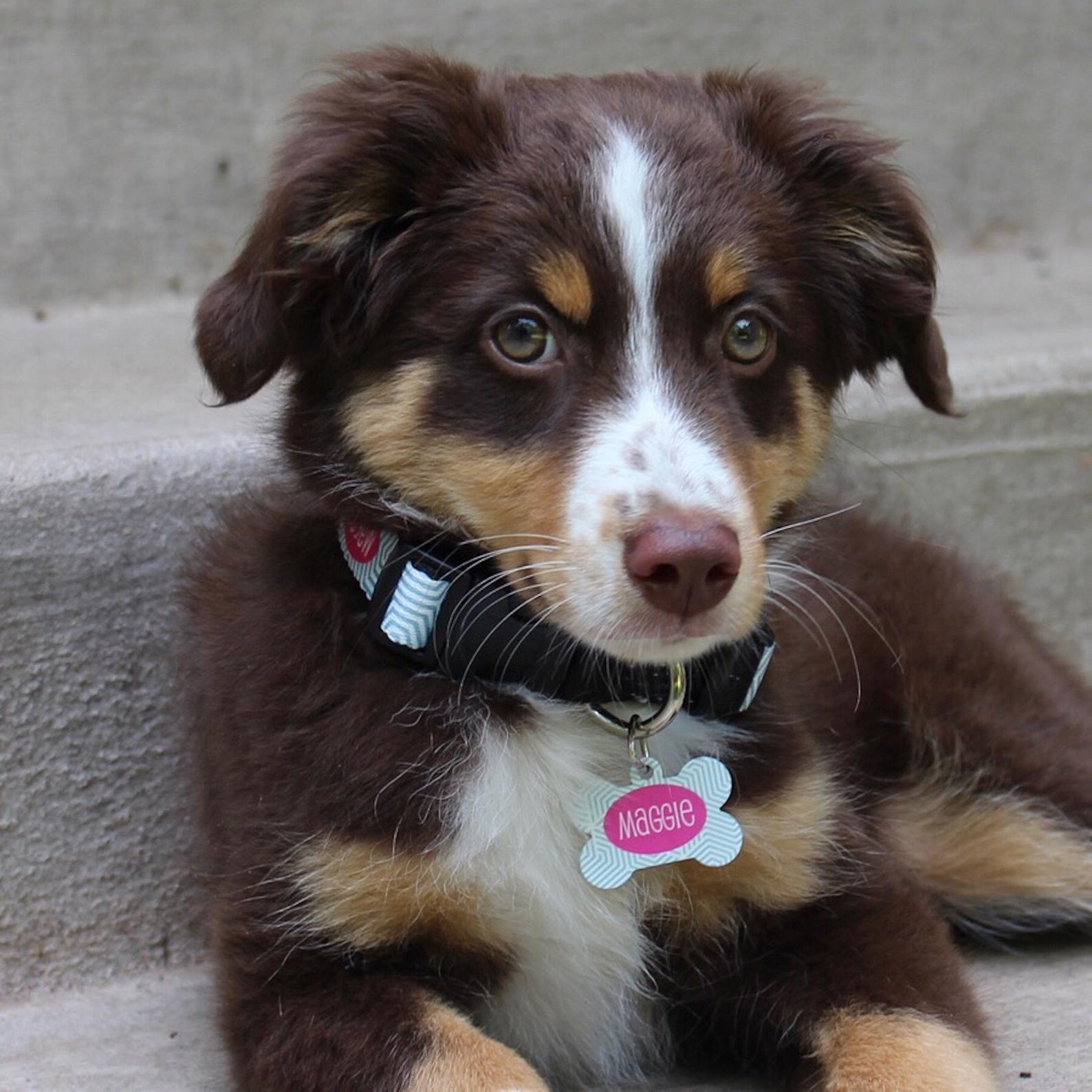 Personalized Pet Tag